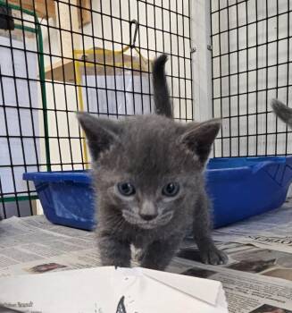 Kitten 3 feral mom -  Domestic Medium Hair Cat for Adoption in Green River, Wyoming - Kitten 3 Feral Mom | PetCurious