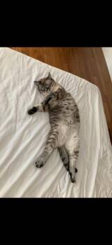 Dietsa -  Siamese Cat for Adoption in Wheaton, Illinois - Dietsa | PetCurious