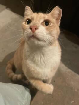 Handsome Harry -  Domestic Short Hair Cat Available for Adoption in Pawtucket, Rhode Island - Handsome Harry | PetCurious