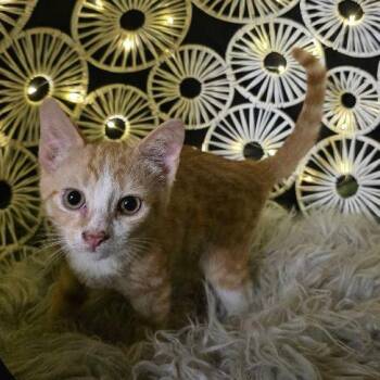 Lumiere -  Tabby Cat for Adoption in Penns Grove, New Jersey - Lumiere | PetCurious