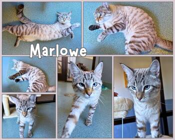 Marlowe -  Domestic Short Hair Cat for Adoption in Universal City, Texas - Marlowe | PetCurious