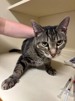 Jill -  Domestic Short Hair Cat for Adoption in Bloomington, Indiana - Jill | PetCurious