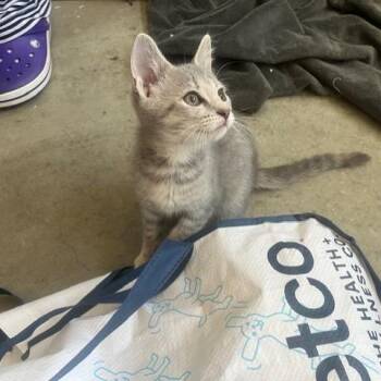 Darcy -  Domestic Medium Hair Cat for Adoption in Melbourne, Kentucky - Darcy | PetCurious