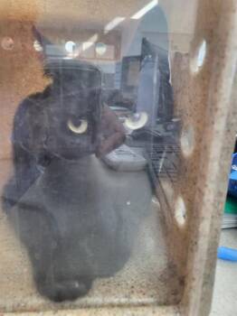 Domestic Medium Hair Cats Available for Adoption - TOMASA | PetCurious