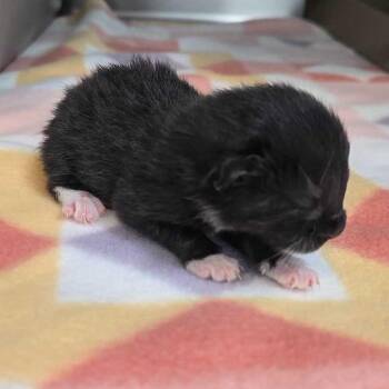 Cadabra -  Domestic Short Hair Cat for Adoption in Leander, Texas - Cadabra | PetCurious