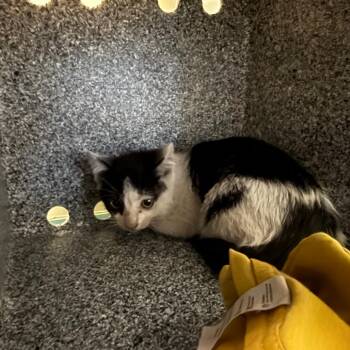 Caterpillar -  Domestic Short Hair Cat for Adoption in Pasadena, California - Caterpillar | PetCurious