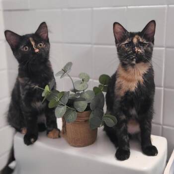 Princess Leia -  Domestic Short Hair Cat for Adoption in Monroe, Michigan - Princess Leia | PetCurious