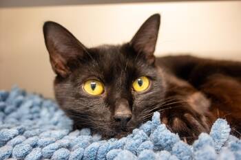 Jada -  Domestic Short Hair Cat for Adoption in Bellingham, Washington - Jada | PetCurious