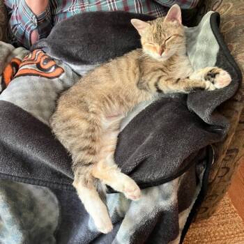 0426-153 Yoda -  Domestic Short Hair Cat for Adoption in Abingdon, Maryland - 0426-153 Yoda | PetCurious