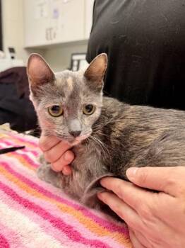 Abigail -  Domestic Short Hair Cat for Adoption in Athens, Georgia - Abigail | PetCurious