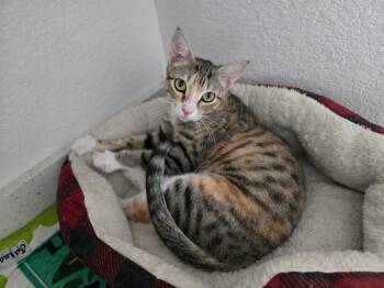 Rescue Domestic Short Hair Cats for Adoption in San Tan Valley, Arizona - Gladys | PetCurious