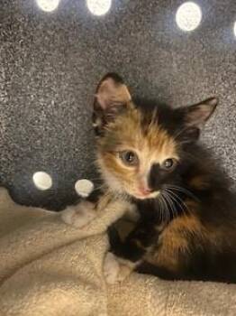 LIT -  Domestic Short Hair Cat for Adoption in St. Cloud, Florida - LIT | PetCurious