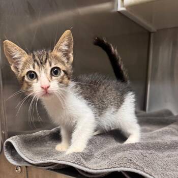 Madi -  Domestic Short Hair Cat for Adoption in Starkville, Mississippi - Madi | PetCurious