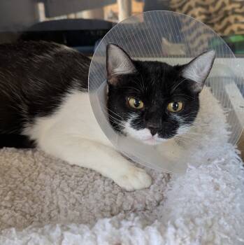 Rescue Domestic Short Hair Cats for Adoption in Aberdeen, Washington - Skunk | PetCurious