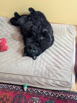 Gatita -  Domestic Short Hair Cat for Adoption in Prineville, Oregon - Gatita | PetCurious