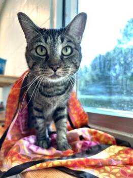 Domestic Short Hair Cats Available for Adoption in Palm Coast, Florida - Mabel | PetCurious