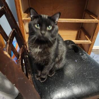 Domestic Short Hair Cats Available for Adoption in Springfield, Oregon - Bronn | PetCurious