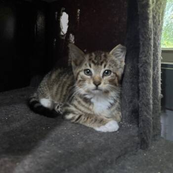 Bentley -  Domestic Short Hair Cat for Adoption in Shelbyville, Indiana - Bentley | PetCurious
