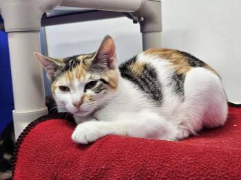 Big Tina -  Domestic Short Hair Cat for Adoption in Dunkirk, New York - Big Tina | PetCurious