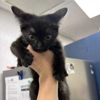 Raven -  Domestic Short Hair Cat for Adoption in Beaumont, Texas - Raven | PetCurious