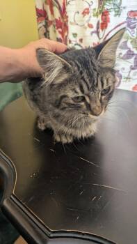 Rescue Tabby Cats for Adoption in Hayward, California - Gandalf | PetCurious