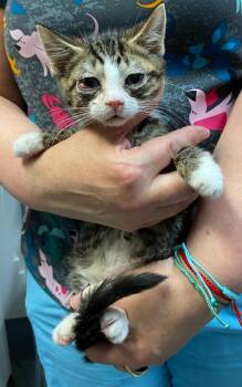 Lafayette -  Domestic Short Hair Cat for Adoption in Trenton, New Jersey - Lafayette | PetCurious