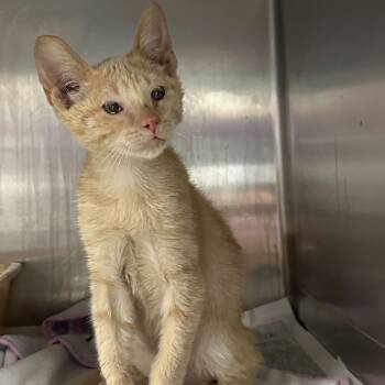 Rescue Domestic Short Hair Cats for Adoption in San Antonio, Texas - Crush | PetCurious