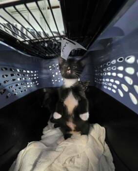 Ethel -  Domestic Short Hair Cat for Adoption in Salisbury, North Carolina - Ethel | PetCurious