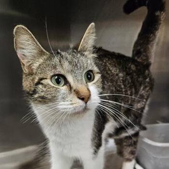 Domestic Short Hair Cats Available for Adoption in Austin, Texas - Dahlia | PetCurious