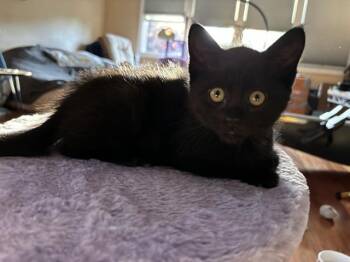 COFFEE -  Domestic Short Hair Cat for Adoption in Santa Clara, California - COFFEE | PetCurious