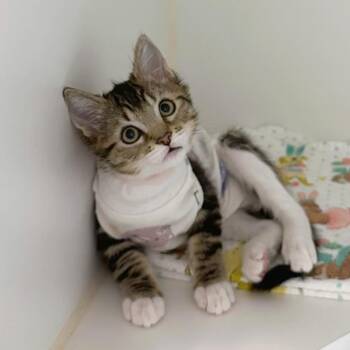 Riker -  Domestic Short Hair Cat for Adoption in Woodinville, Washington - Riker | PetCurious