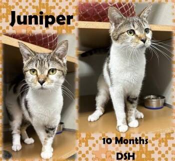 Juniper -  Domestic Short Hair Cat for Adoption in Franklin, Indiana - Juniper | PetCurious
