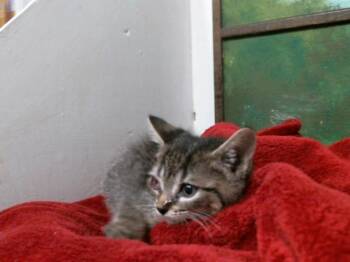 Domestic Short Hair Cats Available for Adoption in Houston, Texas - BUTTERCUP | PetCurious