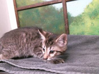 TOTORO -  Domestic Short Hair Cat for Adoption in Houston, Texas - TOTORO | PetCurious