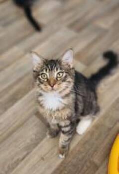 Maine Coon Cats Available for Adoption - Kitten 27591 (Halo) | PetCurious