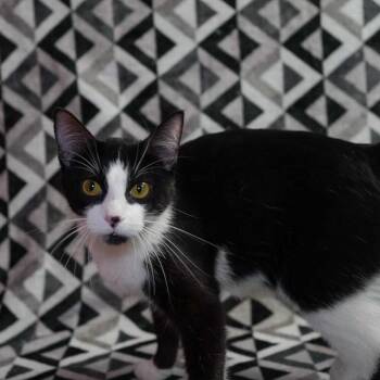 Domestic Short Hair Cats Available for Adoption in Wheaton, Illinois - Bonnie | PetCurious