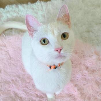 Maple -  Domestic Short Hair Cat for Adoption in New Orleans, Louisiana - Maple | PetCurious