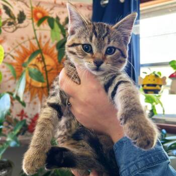 Domestic Short Hair Cats Available for Adoption in Dayton, Ohio - Timothy Turnip | PetCurious
