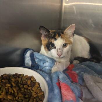 Zelie -  Domestic Short Hair Cat for Adoption in Hinesville, Georgia - Zelie | PetCurious