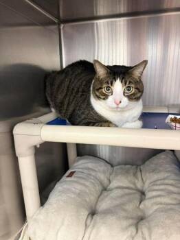 Domestic Short Hair Cats Available for Adoption in Annapolis, Maryland - Whiskers | PetCurious