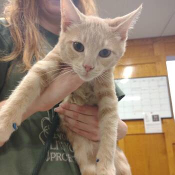 Azriel -  Domestic Short Hair and Mixed Breed Cat for Adoption in Ashtabula, Ohio - Azriel | PetCurious