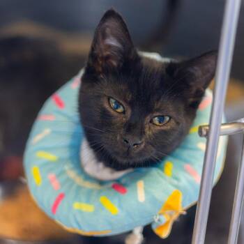 Duvalin -  Domestic Short Hair Cat for Adoption in Wilmington, Delaware - Duvalin | PetCurious