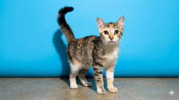 VIRGO -  Domestic Short Hair Cat for Adoption in Jacksonville, Florida - VIRGO | PetCurious
