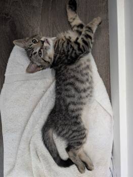 Indy -  Domestic Short Hair and Tabby Cat for Adoption in Phoenix, Arizona - Indy | PetCurious