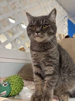 Rescue Domestic Short Hair Cats for Adoption in Chicago, Illinois - Munchkin | PetCurious
