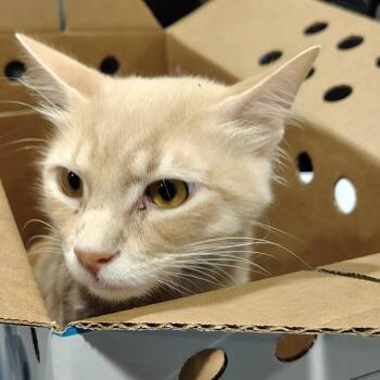 Outlaw -  Domestic Medium Hair Cat for Adoption in Tampa, Florida - Outlaw | PetCurious