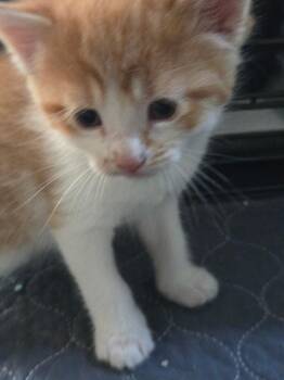 Max -  Domestic Short Hair Cat for Adoption in Clifton, New Jersey - Max | PetCurious