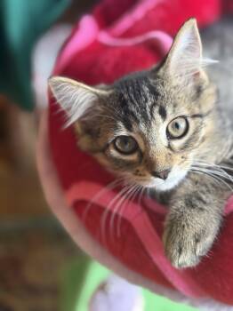 Holly -  Tabby and Domestic Medium Hair Cat for Adoption in Lombard, Illinois - Holly | PetCurious