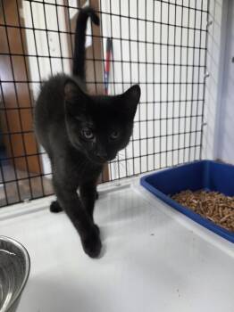 Nova -  Domestic Short Hair Cat for Adoption in Salmon, Idaho - Nova | PetCurious