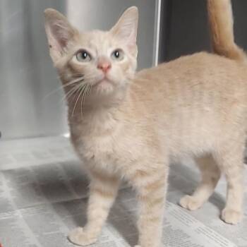Stormy -  Domestic Short Hair Cat for Adoption in Spencer, Indiana - Stormy | PetCurious